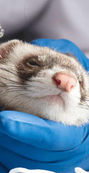 Ferret Veterinarian Tel Aviv Aspect Ratio 415 800