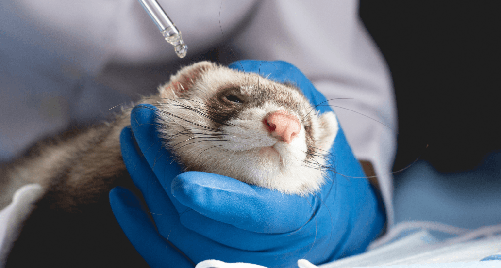 Ferret Veterinarian Tel Aviv Aspect Ratio 560 300