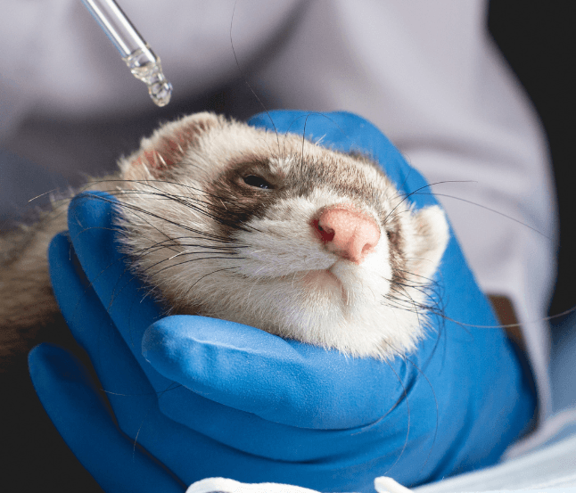 Ferret Veterinarian Tel Aviv Aspect Ratio 700 600