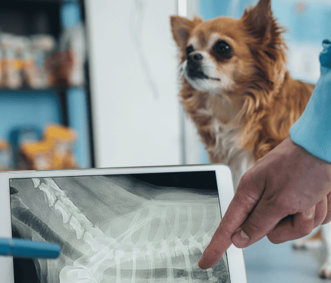 Veterinary X Rays For Dogs And Cats Aspect Ratio 700 600