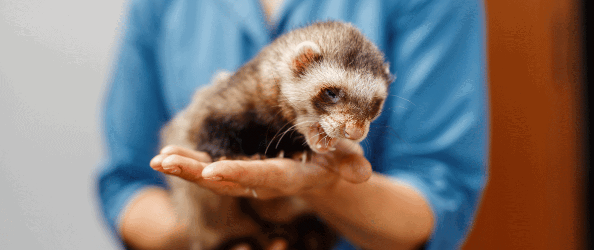 Exotic Pet Veterinarian Tel Aviv Aspect Ratio 1428 600