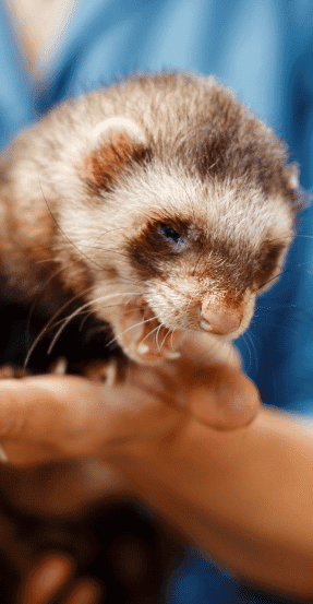 Exotic Pet Veterinarian Tel Aviv Aspect Ratio 415 800