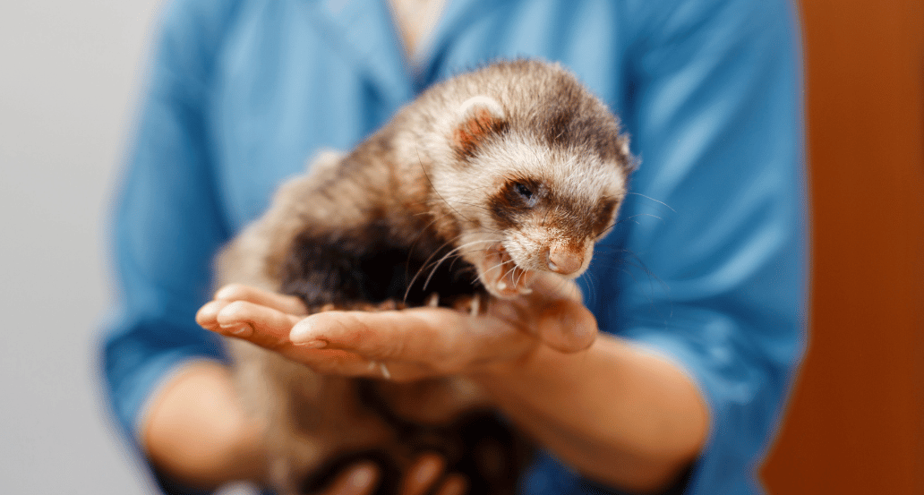 Exotic Pet Veterinarian Tel Aviv Aspect Ratio 560 300