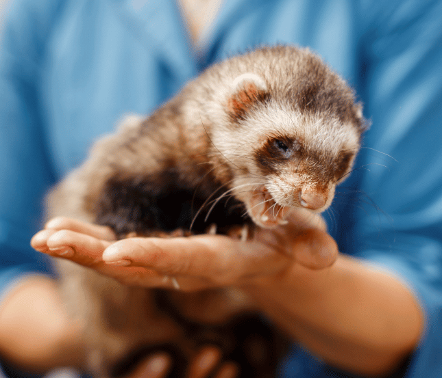 Exotic Pet Veterinarian Tel Aviv Aspect Ratio 700 600