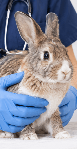 Rabbit X Ray Aspect Ratio 415 800