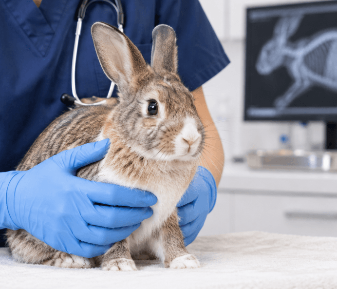 Rabbit X Ray Aspect Ratio 700 600