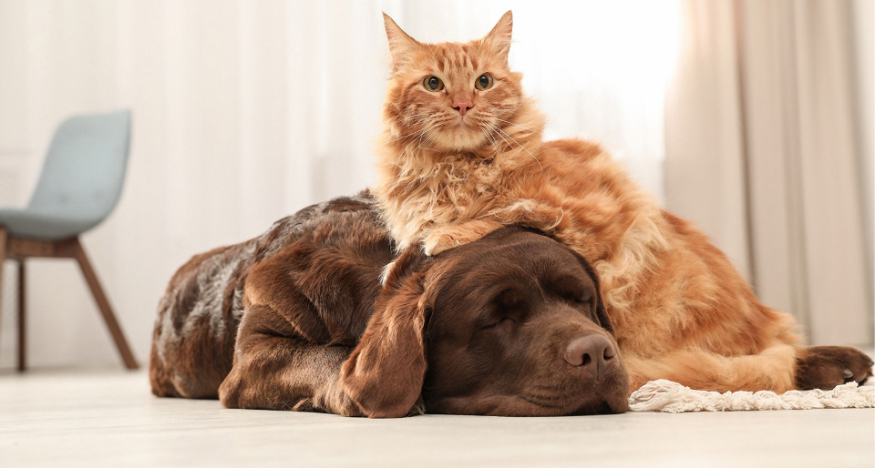 Cushing Disease Dogs Cats Aspect Ratio 560 300