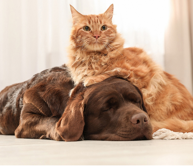 Cushing Disease Dogs Cats Aspect Ratio 700 600