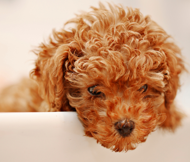 Retained Baby Teeth Dogs Aspect Ratio 700 600